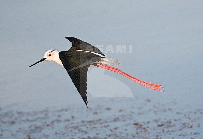 Steltkluut in de vlucht; Black-winged Stilt in flight stock-image by Agami/Marc Guyt,