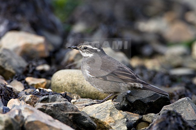 Grey-flanked Cinclodes perched amongst boulders in harbour os Ushuaia, Argentina. stock-image by Agami/Marc Guyt,