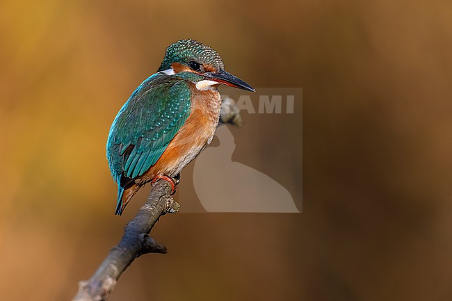 Common Kingfisher, Alcedo atthis, in Italy. stock-image by Agami/Daniele Occhiato,