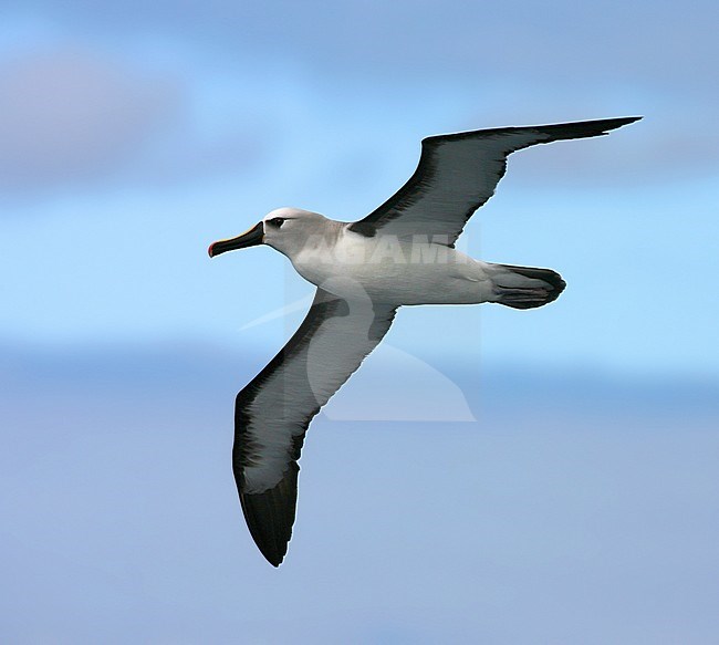 Atlantic Yellow-nosed Albatross (thalassarche chlororhynchos) on the Southern Atlantic Ocean. stock-image by Agami/Marc Guyt,