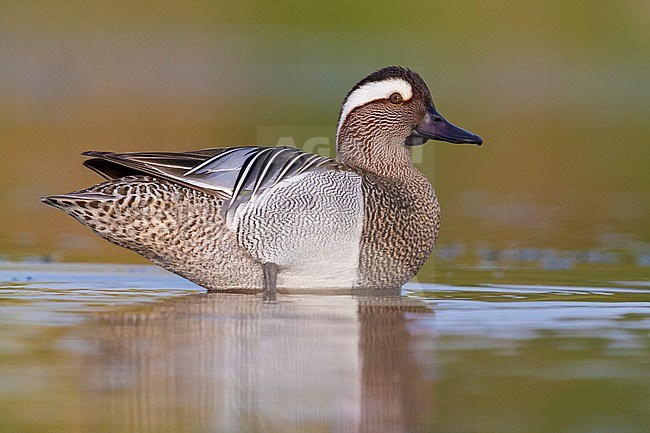 Garganey (Anas querquedula), side view of a drake standing in the water stock-image by Agami/Saverio Gatto,
