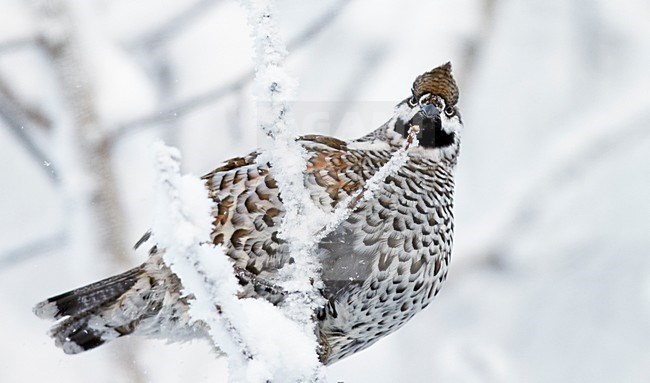 Hazelhoen foeragerend in de sneeuw, Hazel Grouse foraging in the snow stock-image by Agami/Markus Varesvuo,