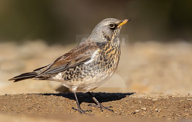 An allert Fieldfare on the ground to drink stock-image by Agami/Onno Wildschut,