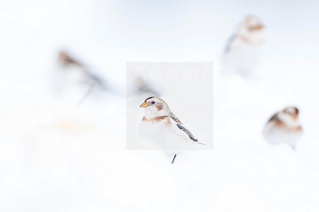  stock-image by Agami/Marcel Burkhardt,