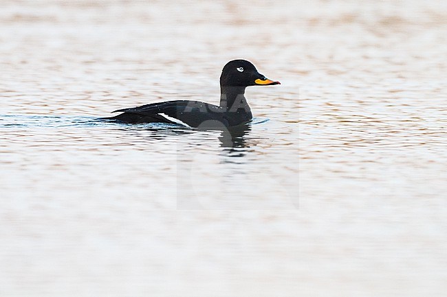 Grote Zee-eend, Velvet Scoter, Melanitta fusca adult male swimming and feeding on fresh water lake in morning light stock-image by Agami/Menno van Duijn,