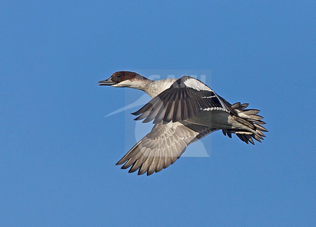 Smew (Mergellus albellus) in flight in the Netherlands. Female calling while taking off from a lake. stock-image by Agami/Harvey van Diek,