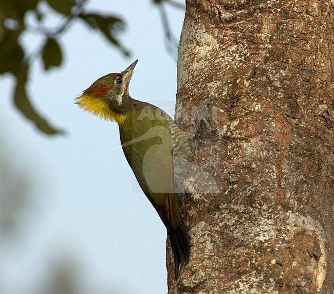 Kleine Geelkuifspecht tegen boomstam; Lesser Yellownape on tree stock-image by Agami/Marc Guyt,