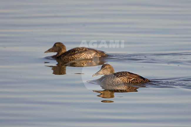 Zwemmende vrouwtjes Eider op kalm water; Swimming female Common Eiders stock-image by Agami/Arie Ouwerkerk,