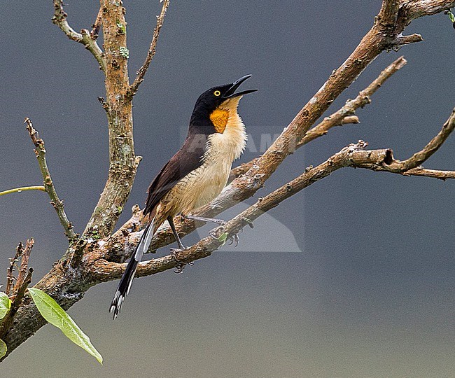 Black-capped Donacobius, Donacobius atricapilla atricapilla, perched in a tree, singing stock-image by Agami/Andy & Gill Swash ,