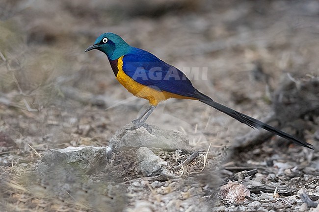 Golden-breasted Starling (Lamprotornis regius) in Tanzania. stock-image by Agami/Dubi Shapiro,