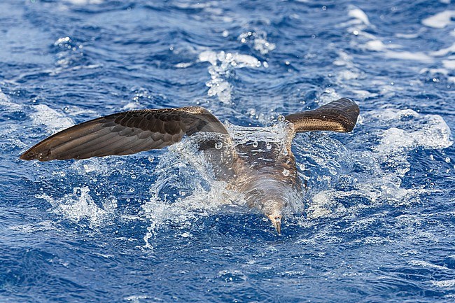 Flesh-footed Shearwater (Ardenna carneipes) at the pacific ocean off New Zealand. stock-image by Agami/Marc Guyt,