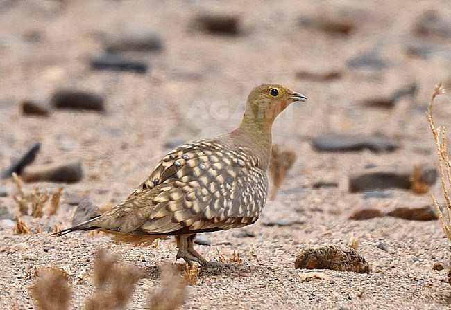 Namaqua Sandgrouse, Pterocles namaqua, in Namibia. stock-image by Agami/Laurens Steijn,