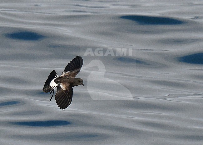 Wilson's Storm Petrel (Oceanites oceanicus) flying over the Atlantic ocean off Portugal. stock-image by Agami/Laurens Steijn,