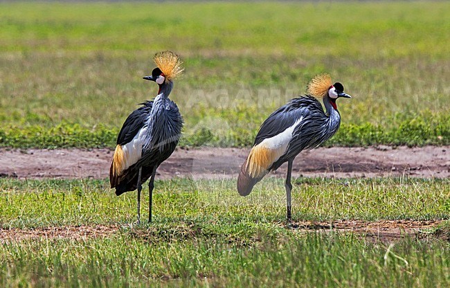 Grijze Kroonkraanvogel; Grey Crowned-Crane stock-image by Agami/Andy & Gill Swash ,