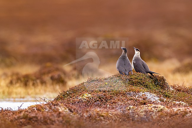 Dark phase Arctic Skua, Stercorarius parasiticus0 on the tundra of arctic Norway. stock-image by Agami/Daniele Occhiato,