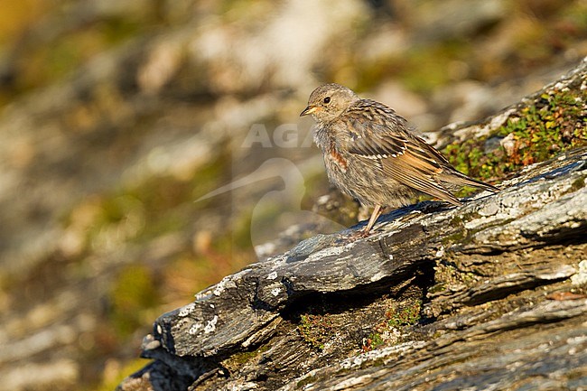 Alpine Accentor - Alpenbraunelle - Prunella collaris ssp. collaris, Switzerland, juvenile stock-image by Agami/Ralph Martin,