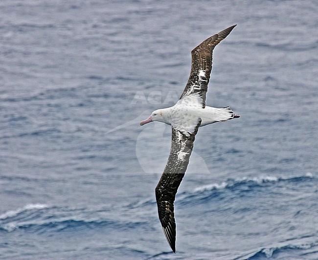 Gibsons Albatros vliegend boven de oceaan; Gibson's Albatross (Diomedea gibsoni) flying above the ocean stock-image by Agami/Pete Morris,