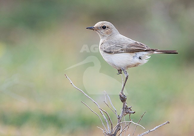 Finsch's Wheatear (Oenanthe finschii) adult female perched on a branch stock-image by Agami/Ralph Martin,