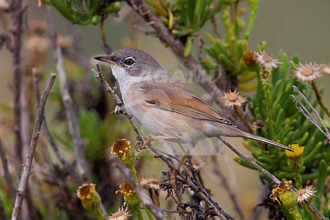 Brilgrasmus; Spectacled Warbler stock-image by Agami/Daniele Occhiato,