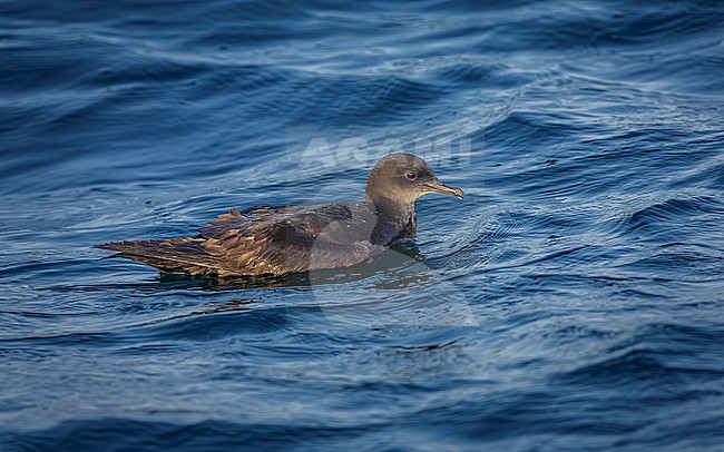 Short-tailed Shearwater (Ardenna tenuirostris) taking off from Persian Gulf, off southern coast of Kuwait stock-image by Agami/Vincent Legrand,