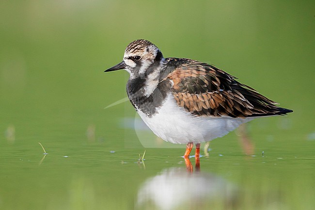 Ruddy Turnstone (Arenaria interpres), side view of an adult female standing in the water, Campania, Italy stock-image by Agami/Saverio Gatto,