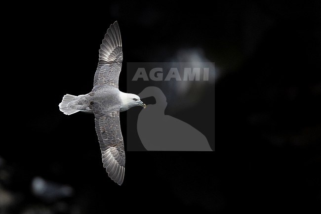 Northern Fulmar (Fulmarus glacialis), adult in flight seen from the above, Western Region, Iceland stock-image by Agami/Saverio Gatto,