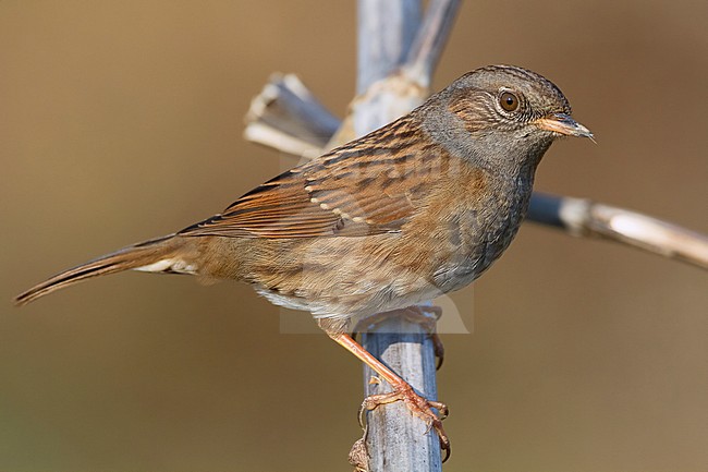Dunnock, Adult perched on a branch, Campania, Italy (Prunella modularis) stock-image by Agami/Saverio Gatto,