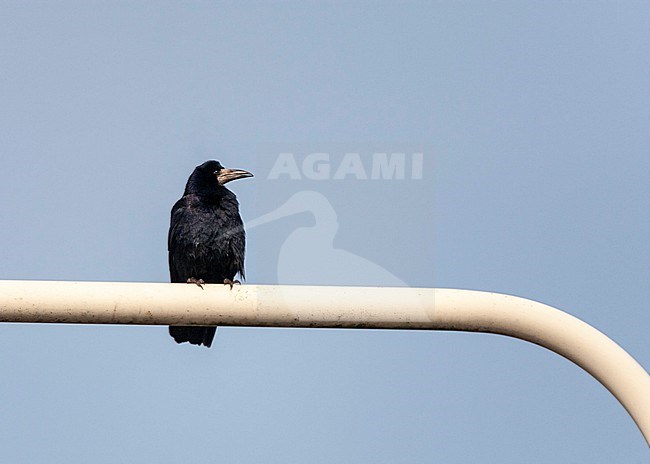 Rook (Corvus frugilegus) in the Netherlands. Sitting on a street lamp post. stock-image by Agami/Marc Guyt,