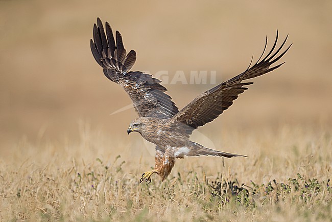 Black Kite (Milvus migrans) flying over steppes in Spain. stock-image by Agami/Alain Ghignone,