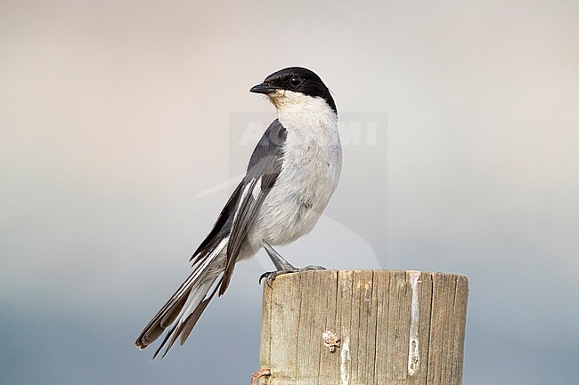 Fiscal Flycatcher (Sigelus silens), adult male standing on a post, Western Cape, South Africa stock-image by Agami/Saverio Gatto,