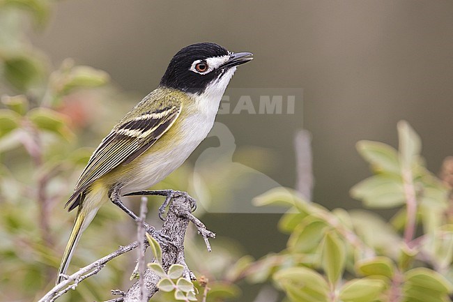Adult male
Culberson Co., TX
April 2013 stock-image by Agami/Brian E Small,