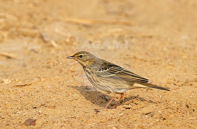 Adult Tree Pipit (Anthus trivialis) during autumn migration in a desert during migration in Egypt. stock-image by Agami/Edwin Winkel,
