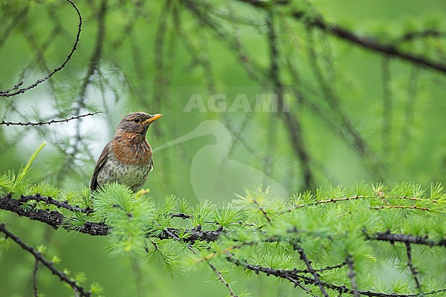 Adult female Red-throated Thrush (Turdus ruficollis) in breeding area near lake Baikal in Russia. stock-image by Agami/Ralph Martin,