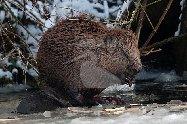 Wilde bever in Gronings natuurgebied; Wild Beaver in Dutch Nature reserve stock-image by Agami/Han Bouwmeester,