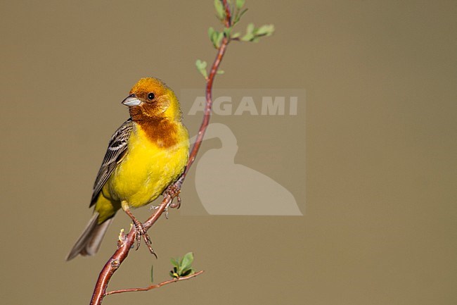 Red-headed Bunting - Braunkopfammer - Emberiza bruniceps, Kazakhstan, adult male stock-image by Agami/Ralph Martin,