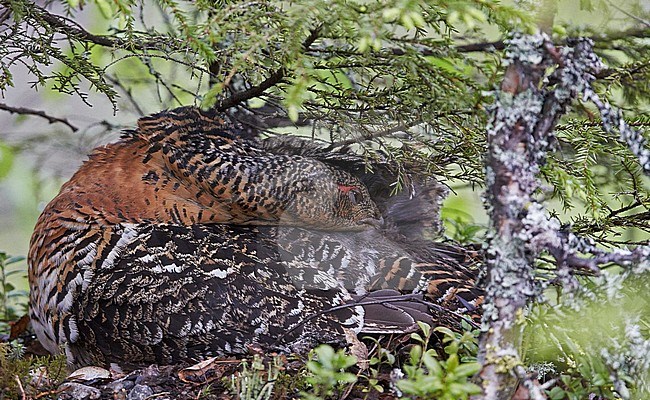 Vrouwtje Auerhoen op nest, Female Western Capercaillie on nest stock-image by Agami/Markus Varesvuo,