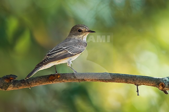 Spotted Flycatcher (Muscicapa striata) in Italy. stock-image by Agami/Daniele Occhiato,