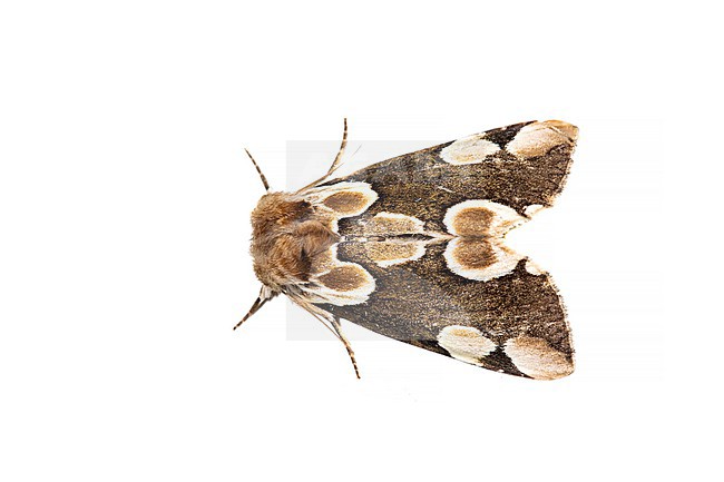 Peach Blossom, Thyatira batis stock-image by Agami/Wil Leurs,