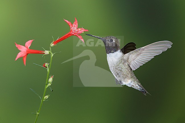 Adult male Black-chinned Hummingbird (Archilochus alexandri) in flight against a green natural background in Brewster County, Texas, USA. Foraging on small red flowers. stock-image by Agami/Brian E Small,