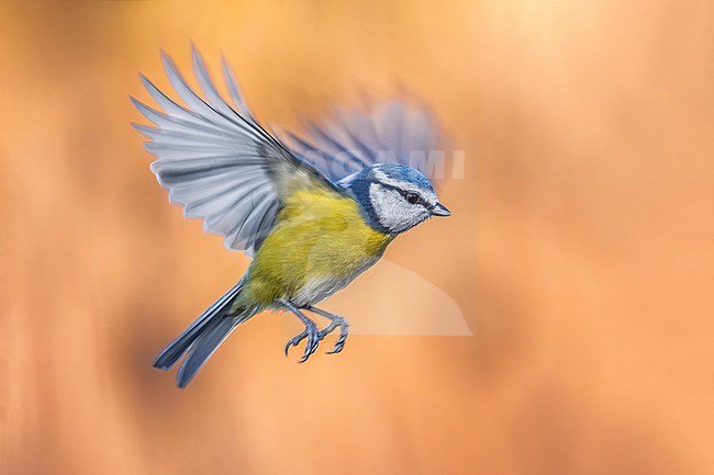 Blue Tit (Cyanistes caeruleus) in Italy. stock-image by Agami/Daniele Occhiato,