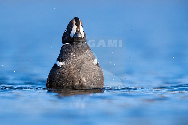 Beautiful adult male Harlequin Duck (Histrionicus histrionicus) swimming on a tundra lake in Iceland. stock-image by Agami/Daniele Occhiato,
