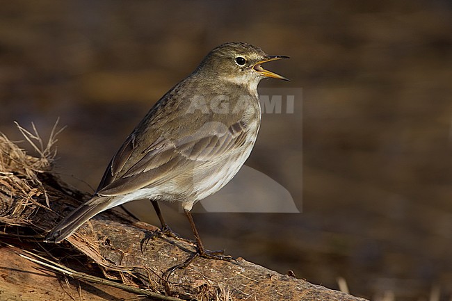 Waterpieper, Water Pipit, Anthus spinoletta stock-image by Agami/Daniele Occhiato,