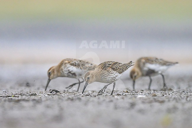 Three juvenile Dunlins (Calidris alpina), with the mudflat and the vegetation as background. stock-image by Agami/Sylvain Reyt,