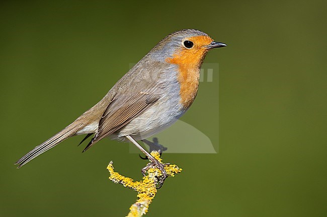 European Robin (Erithacus rubecula), side view of an adult perched on a branch stock-image by Agami/Saverio Gatto,