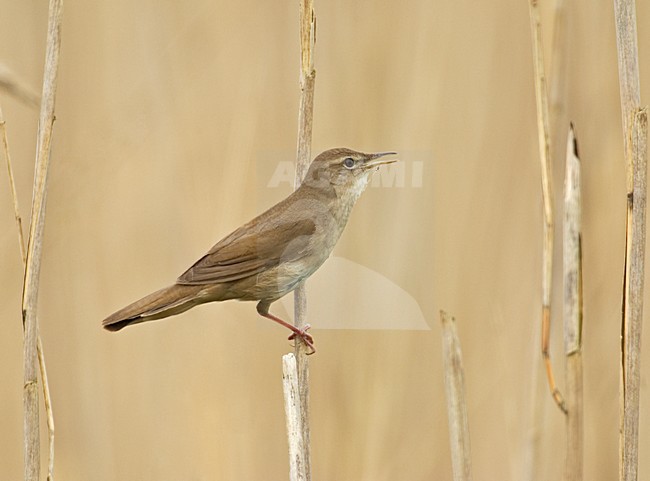 Zingende Snor in het riet; Singing Savi\'s Warbler in reedbed stock-image by Agami/Hans Gebuis,