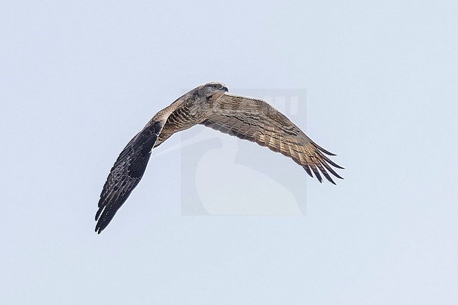 Female Crested Honey Buzzard (Pernis ptilorhyncus) flying over Abşeron Milli Parkı-Absheron National Park, Azerbaijan. stock-image by Agami/Vincent Legrand,