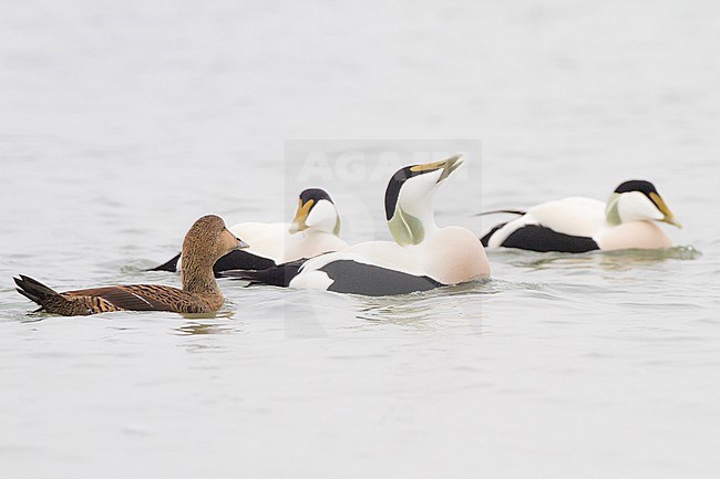 Eider, Common Eider, Somateria mollissima flock displaying stock-image by Agami/Menno van Duijn,