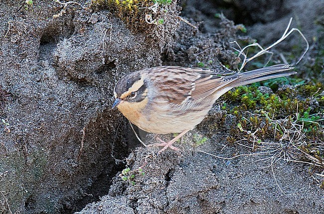 Bergheggenmus, Siberian Accentor, Prunella montanella stock-image by Agami/Arnoud B van den Berg ,