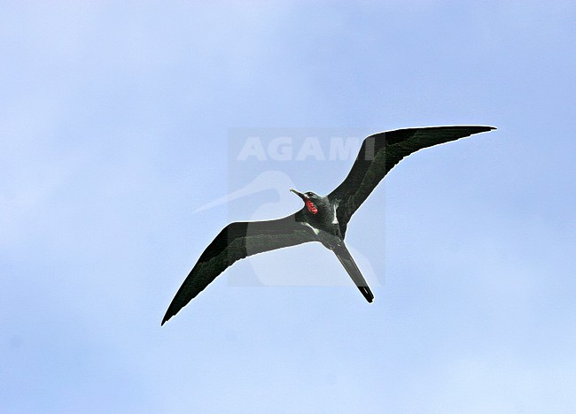 Male Lesser Frigatebird, Fregata ariel, in flight seen from below, in Polynesia. stock-image by Agami/Pete Morris,