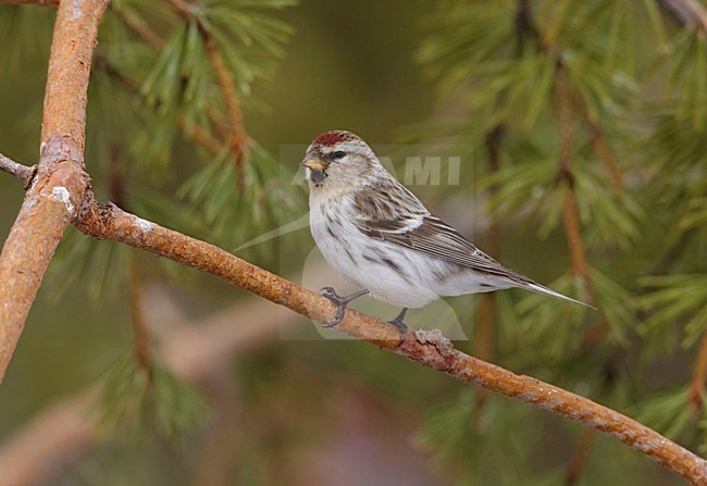 Op tak; On branch stock-image by Agami/Arie Ouwerkerk,